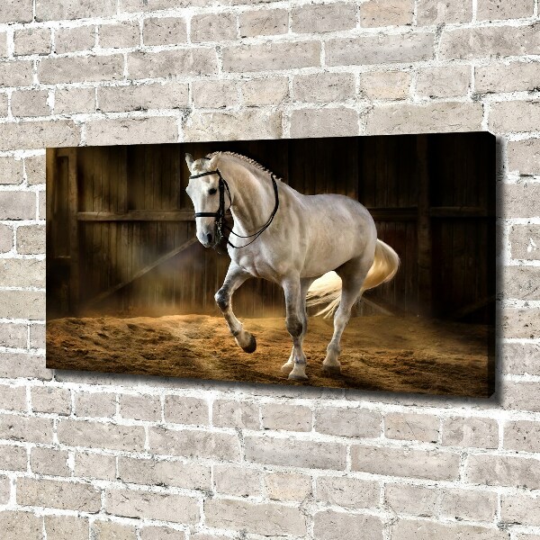 Canvas schilderij Wit paard in de stal