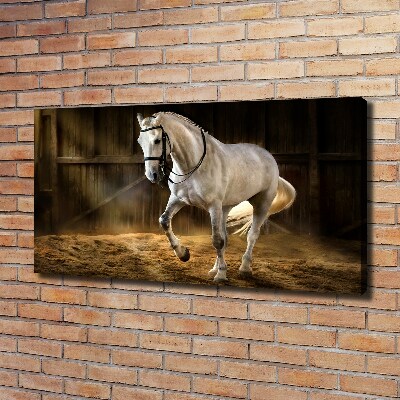 Canvas schilderij Wit paard in de stal