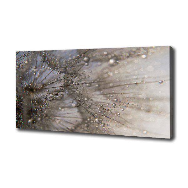 Foto obraz na płótnie Nasiona dmuchawca