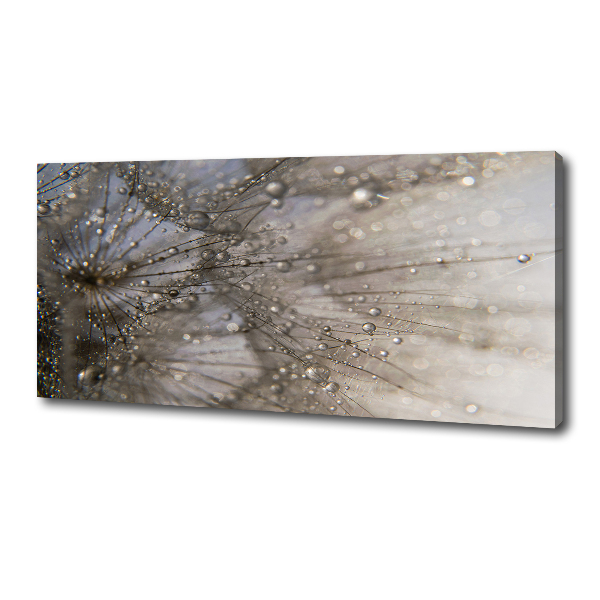 Foto obraz na płótnie Nasiona dmuchawca