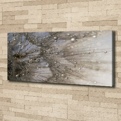 Foto obraz na płótnie Nasiona dmuchawca