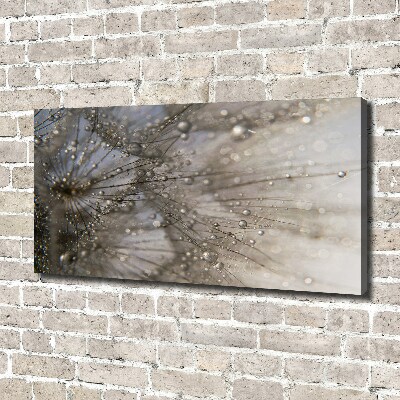 Foto obraz na płótnie Nasiona dmuchawca