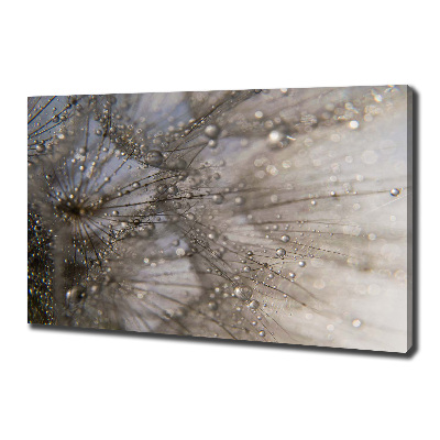 Schilderij op canvas Paardenbloemzaden