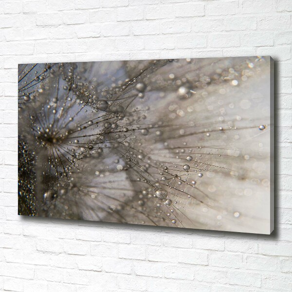 Foto obraz na płótnie Nasiona dmuchawca