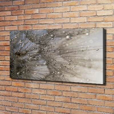 Foto obraz na płótnie Nasiona dmuchawca