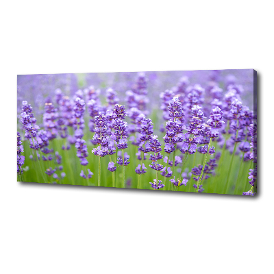 Foto canvas Lavendel