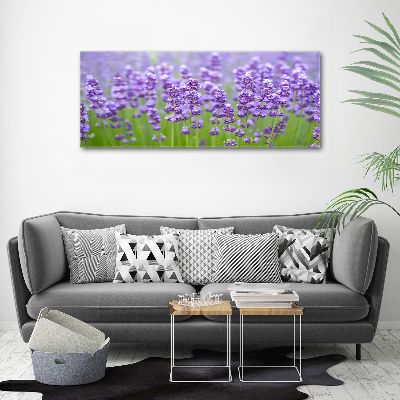 Foto canvas Lavendel