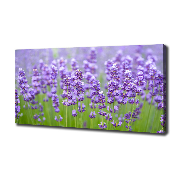 Foto canvas Lavendel