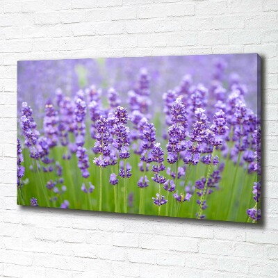 Foto canvas Lavendel