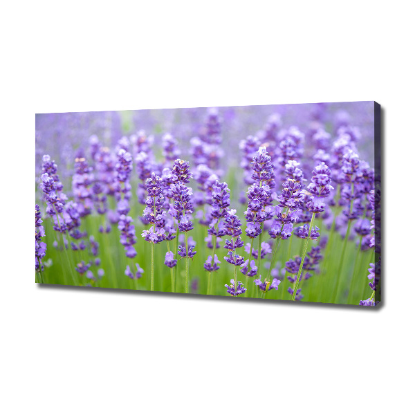 Foto canvas Lavendel