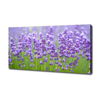 Foto canvas Lavendel