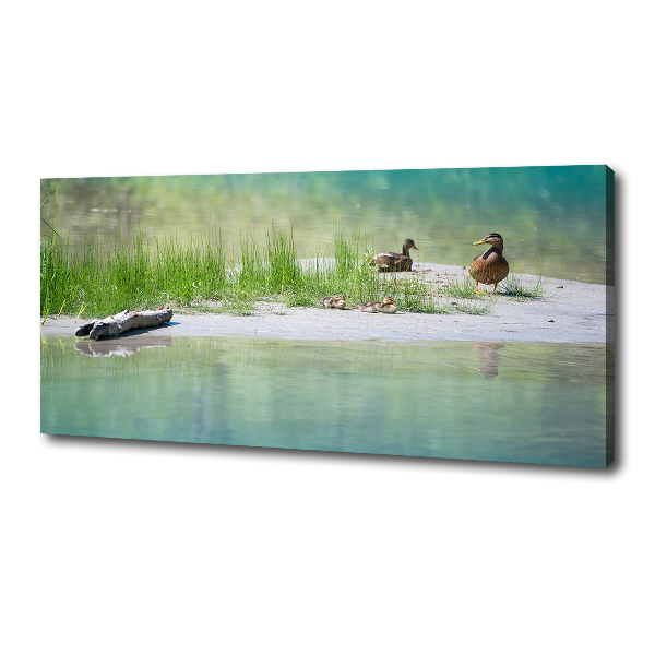 Foto canvas Eenden bij het water