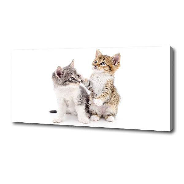 Foto canvas Twee kleine katjes
