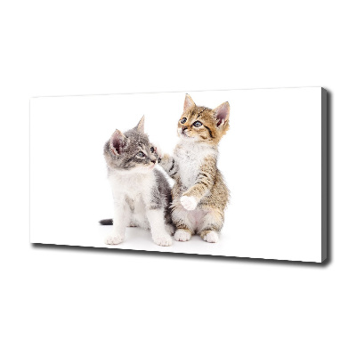 Foto canvas Twee kleine katjes