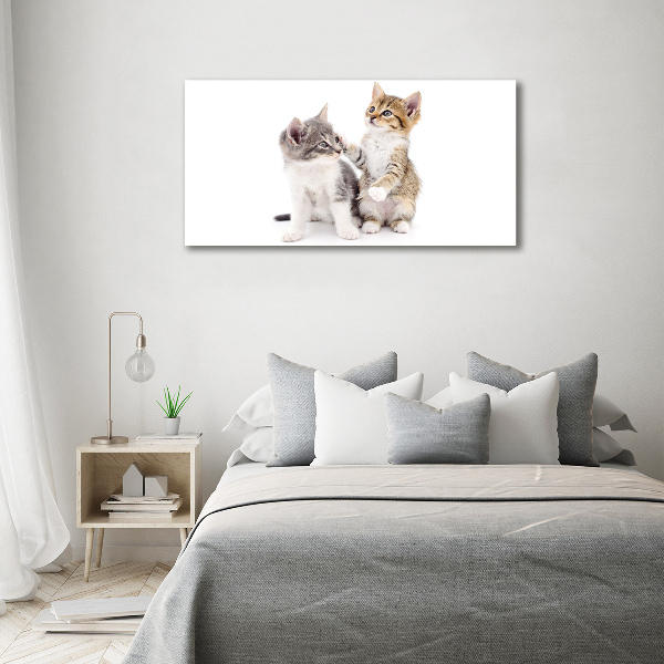 Foto canvas Twee kleine katjes