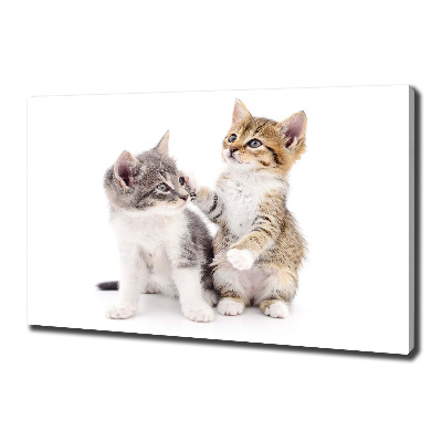 Foto canvas Twee kleine katjes