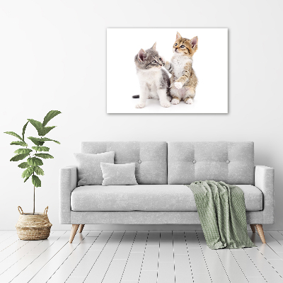 Foto canvas Twee kleine katjes