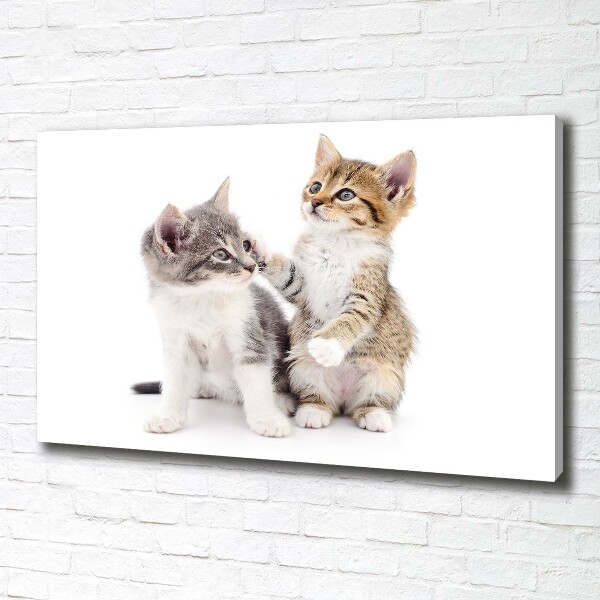Foto canvas Twee kleine katjes