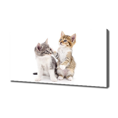 Foto canvas Twee kleine katjes