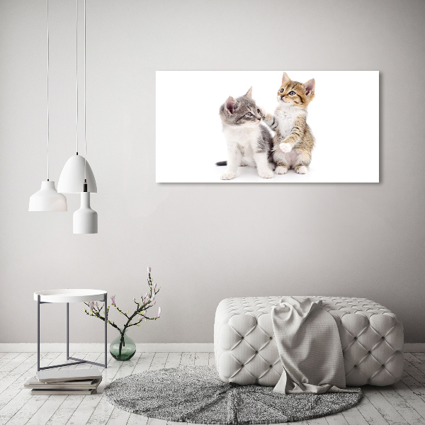 Foto canvas Twee kleine katjes