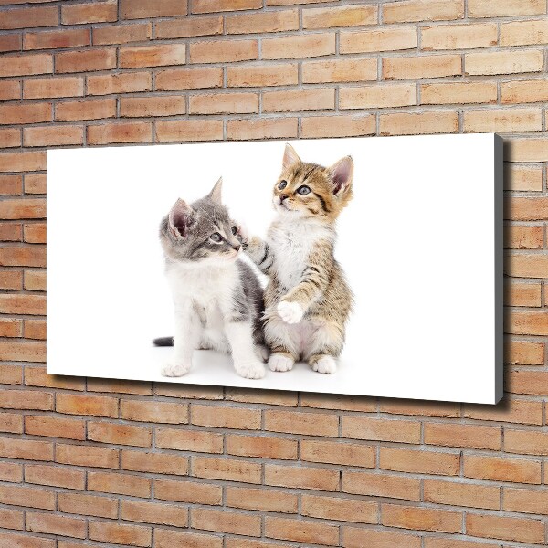 Foto canvas Twee kleine katjes