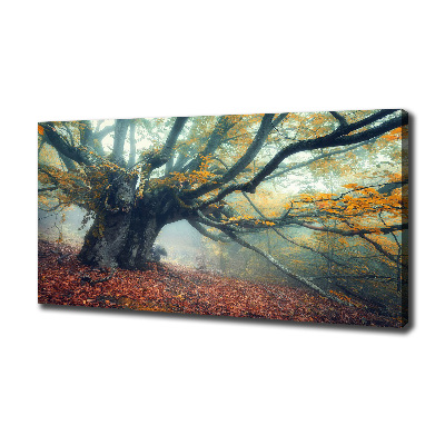 Canvas foto Oude boom