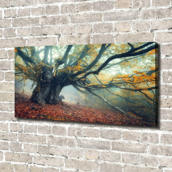 Canvas foto Oude boom