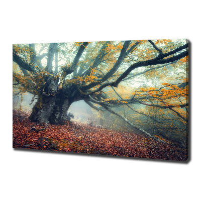 Canvas foto Oude boom