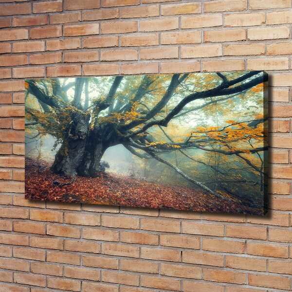 Canvas foto Oude boom