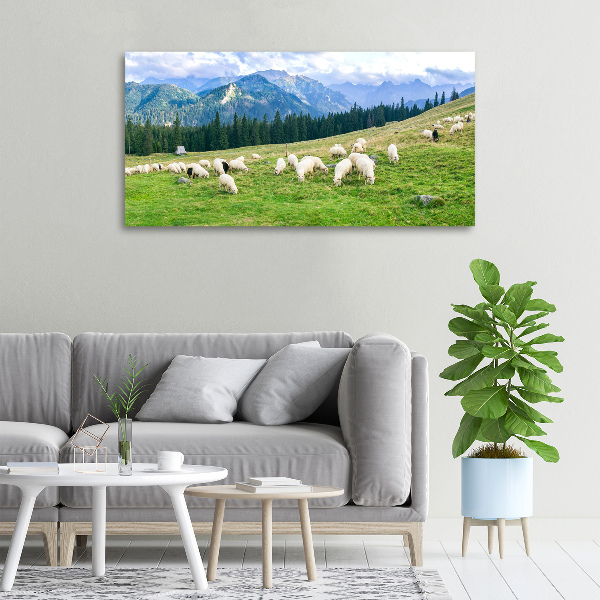 Schilderij op canvas Schapen in het Tatragebergte