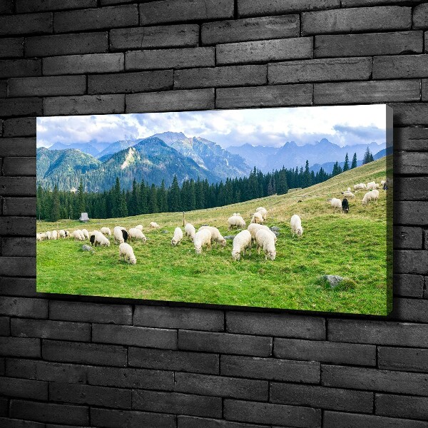 Schilderij op canvas Schapen in het Tatragebergte