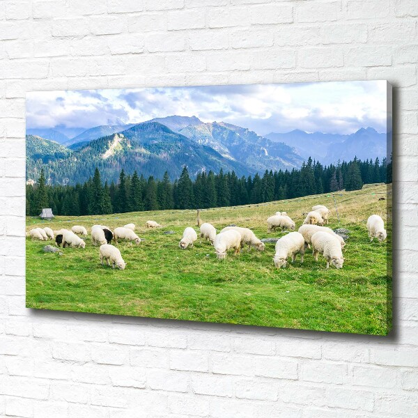 Schilderij op canvas Schapen in het Tatragebergte