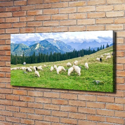 Schilderij op canvas Schapen in het Tatragebergte