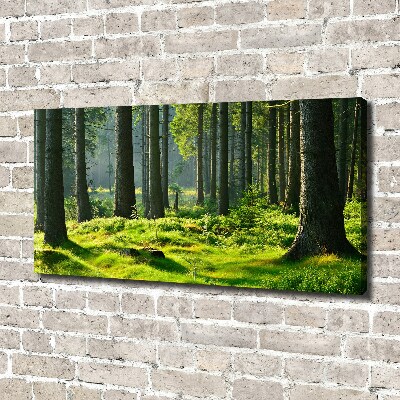 Foto op canvas Sparrenbos