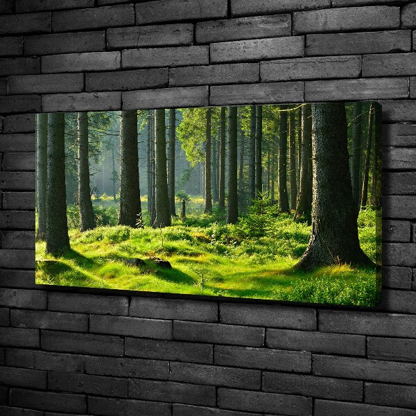 Foto op canvas Sparrenbos