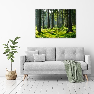 Foto op canvas Sparrenbos