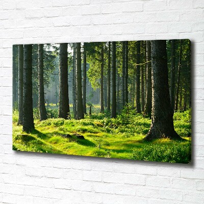 Foto op canvas Sparrenbos