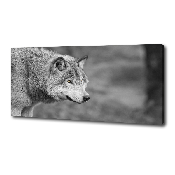 Foto canvas Grijze wolf