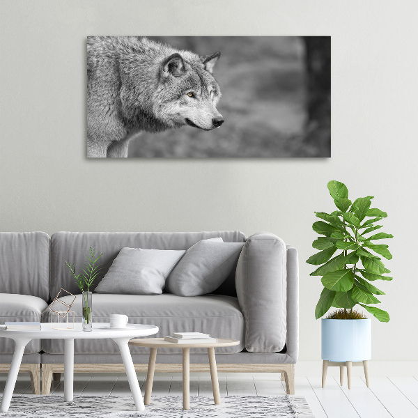 Foto canvas Grijze wolf