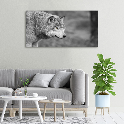 Foto canvas Grijze wolf