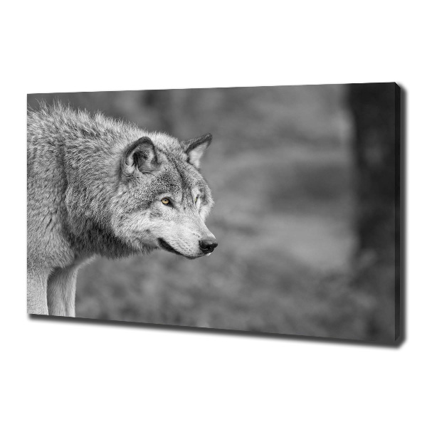 Foto canvas Grijze wolf
