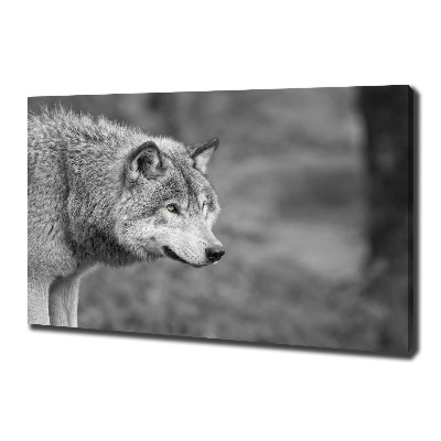 Foto canvas Grijze wolf
