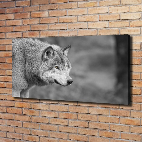 Foto canvas Grijze wolf