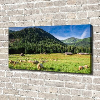 Foto op canvas Schapen in het Tatragebergte