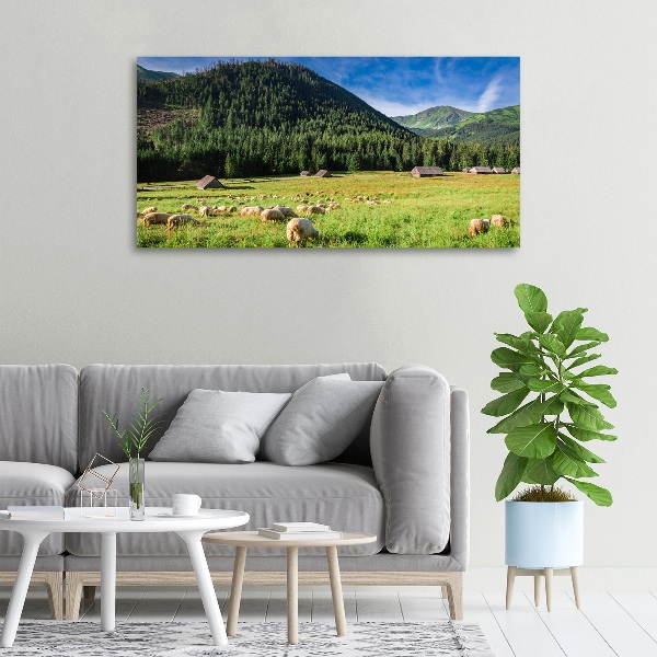 Foto op canvas Schapen in het Tatragebergte