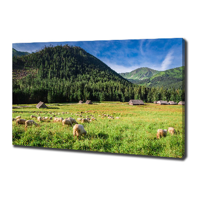 Foto op canvas Schapen in het Tatragebergte