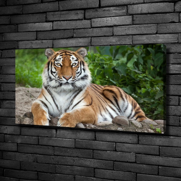 Canvas schilderij Siberische tijger