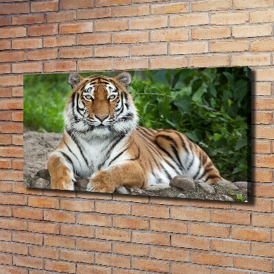 Canvas schilderij Siberische tijger