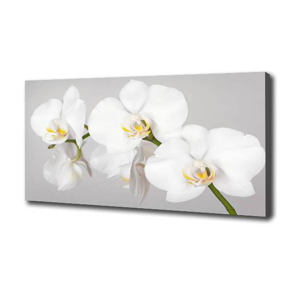 Foto op canvas Orchidee
