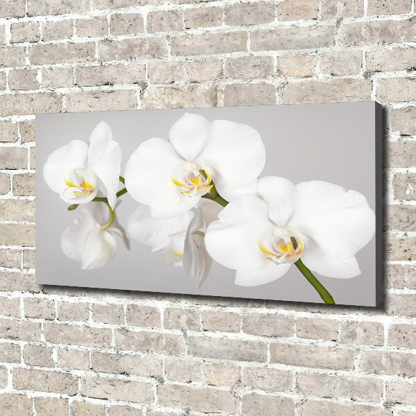 Foto op canvas Orchidee